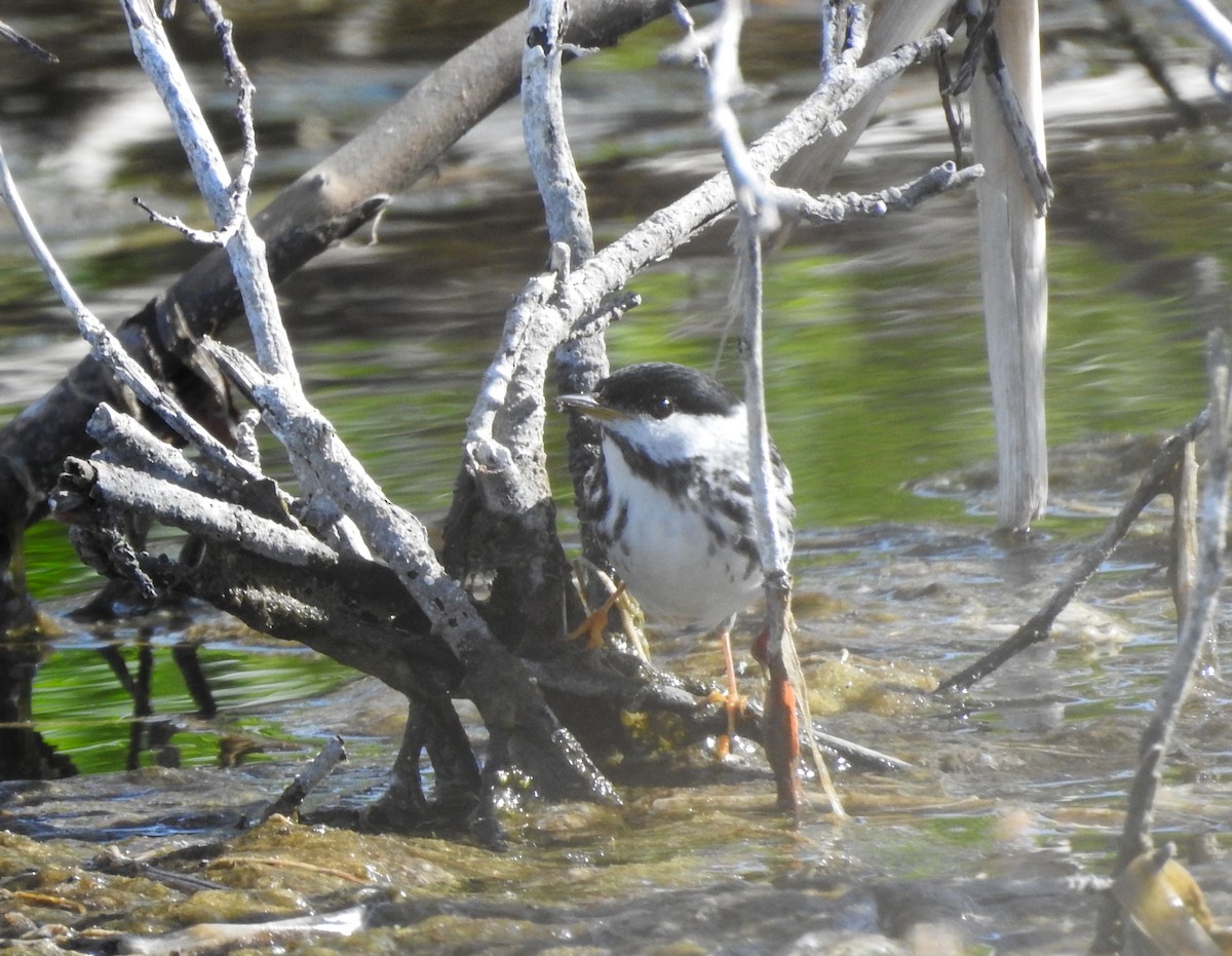 Blackpoll Warbler - ML237377731