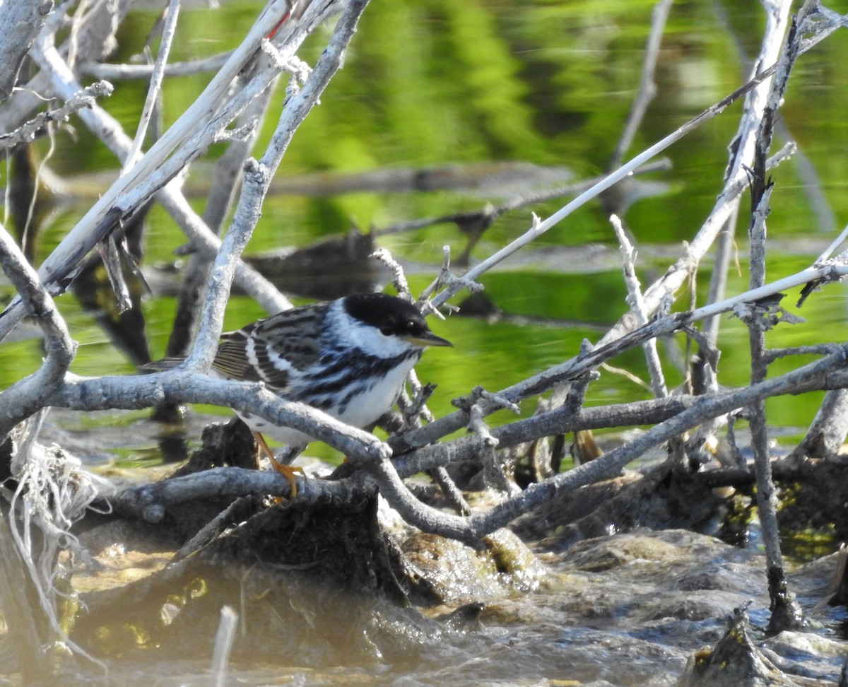 Blackpoll Warbler - ML237377801