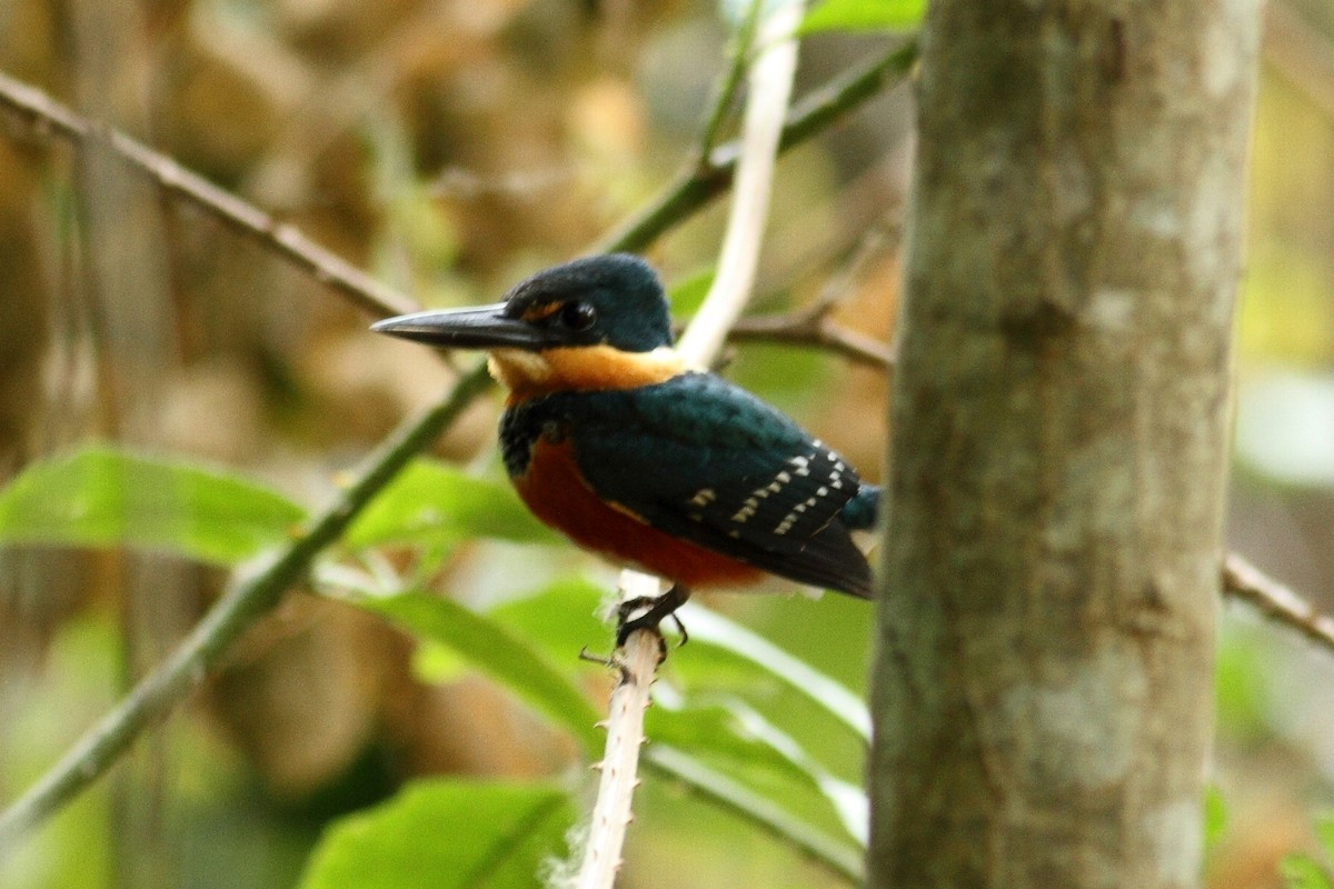 American Pygmy Kingfisher - Manfred Bienert