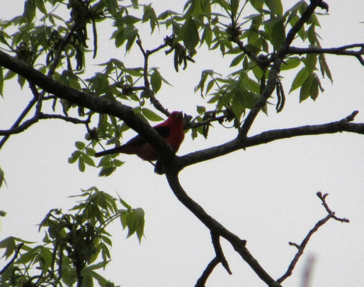 Scarlet Tanager - ML237379301