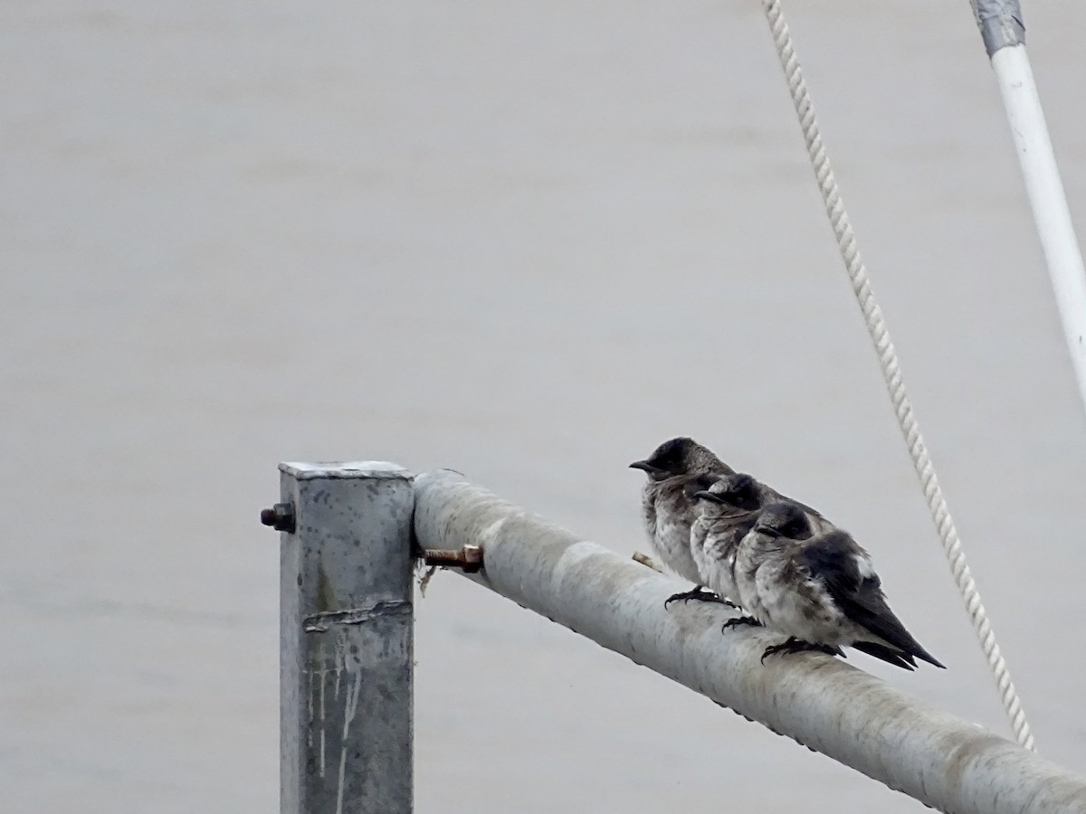Purple Martin - ML237381571