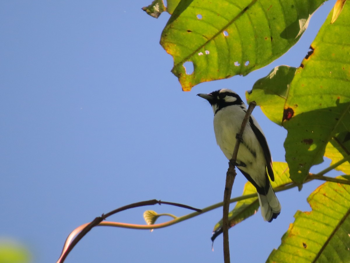 White-naped Monarch - ML23738231