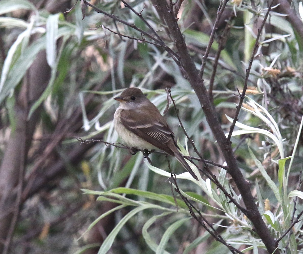 Willow Flycatcher - Pair of Wing-Nuts