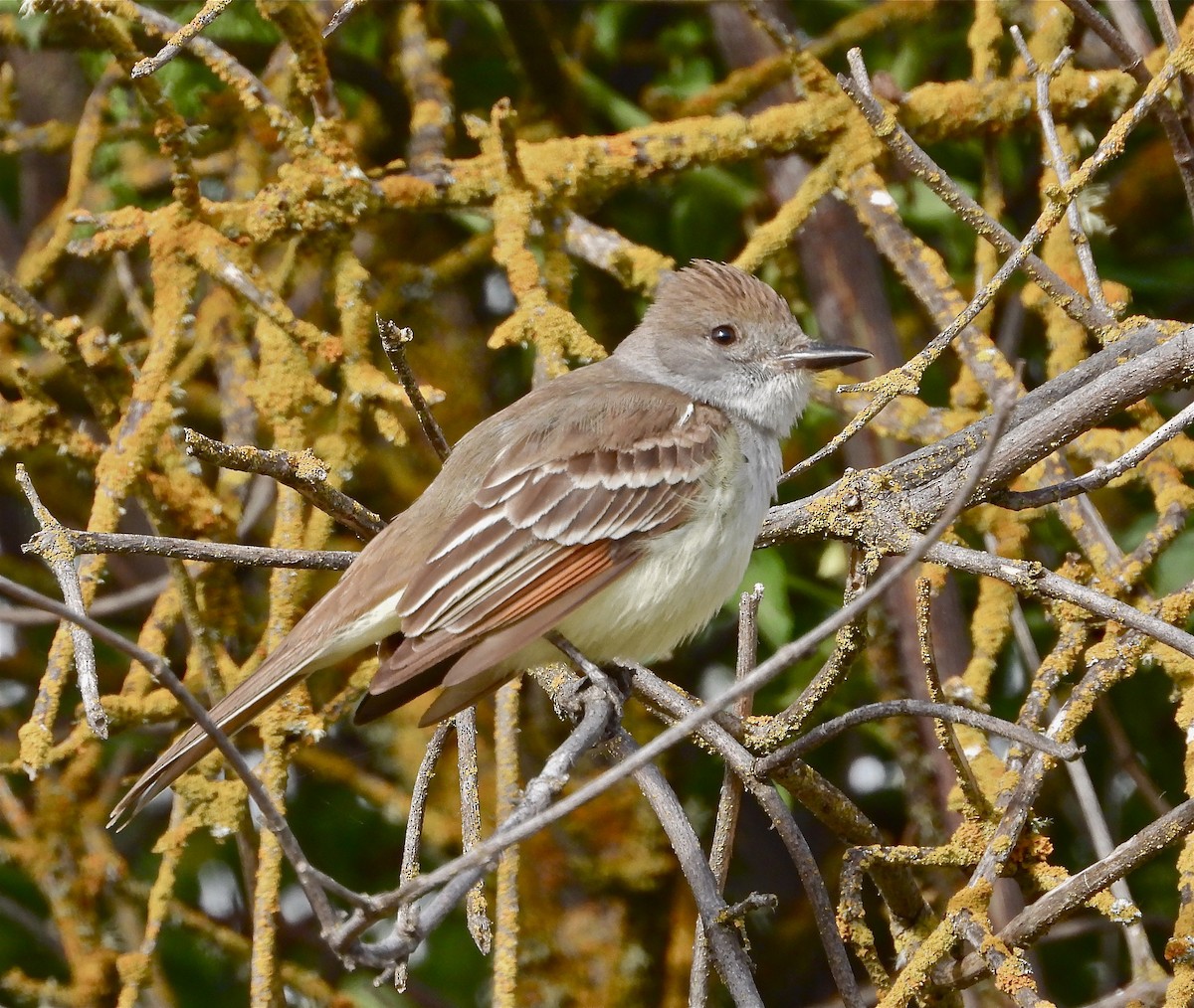 Ash-throated Flycatcher - Pair of Wing-Nuts