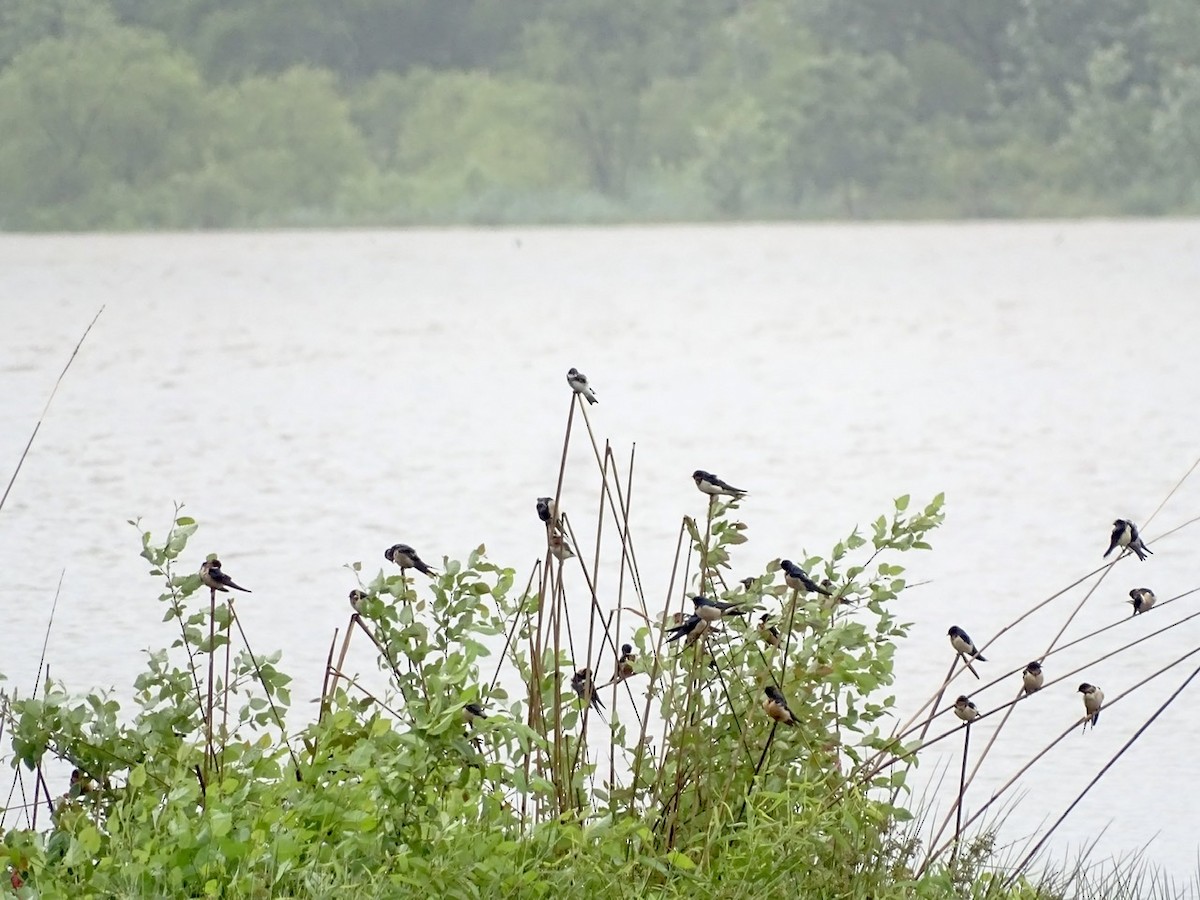 Bank Swallow - ML237385021