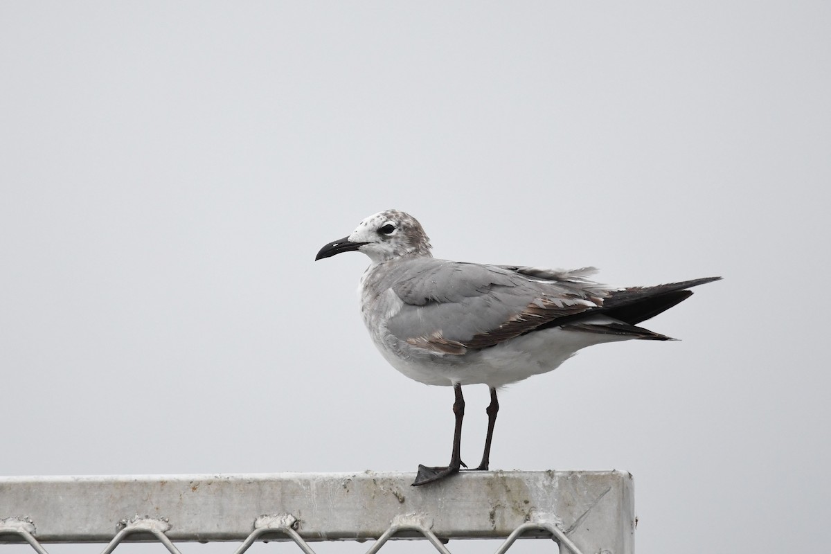 Laughing Gull - ML237386071