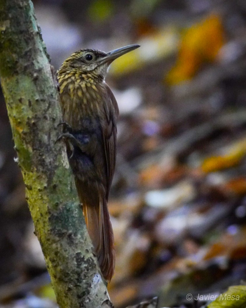 Cocoa Woodcreeper - ML237386481