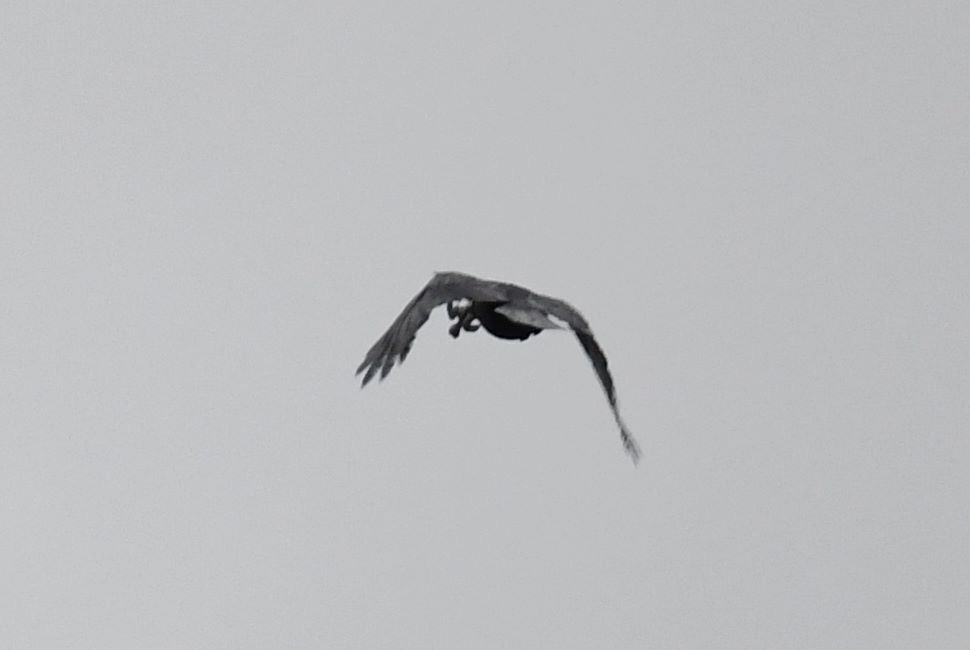 crow sp. - ML237386531