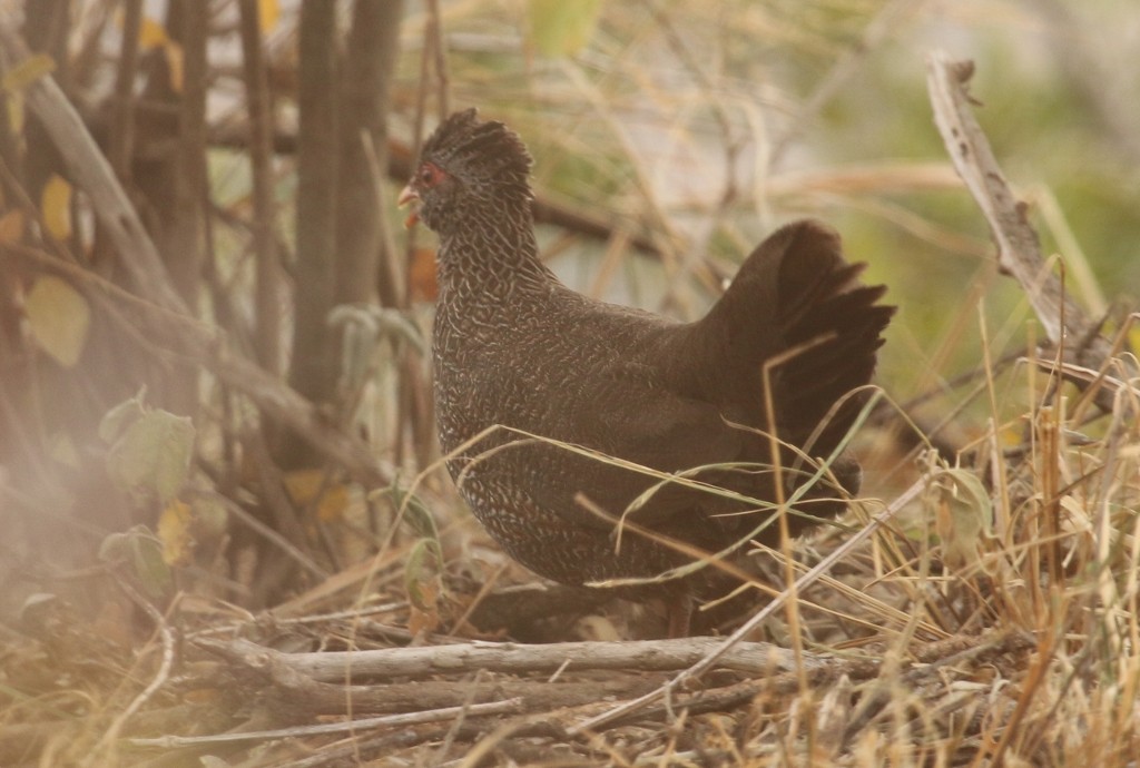 Stone Partridge - ML23738671