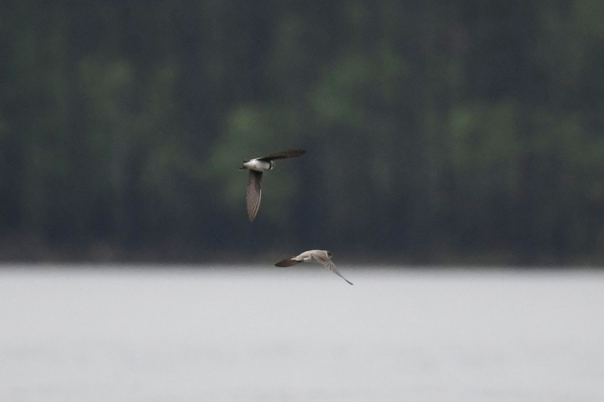 Bank Swallow - ML237387101