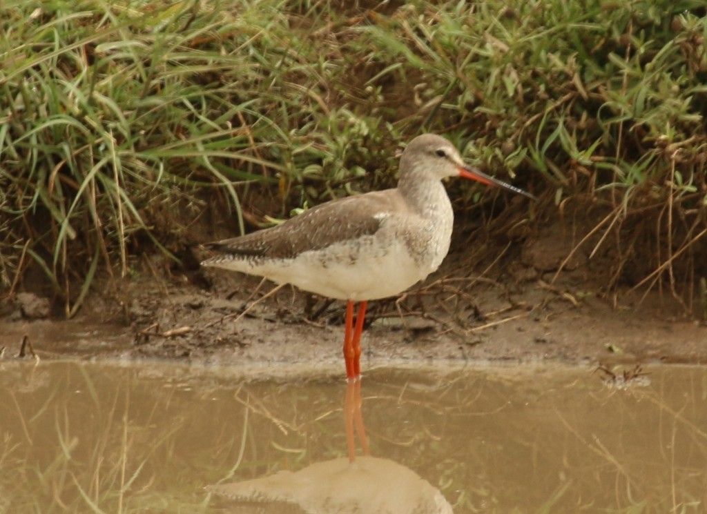 Spotted Redshank - Stratton Hatfield