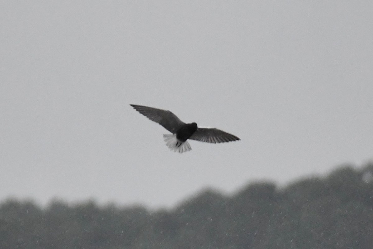 Black Tern - ML237387281