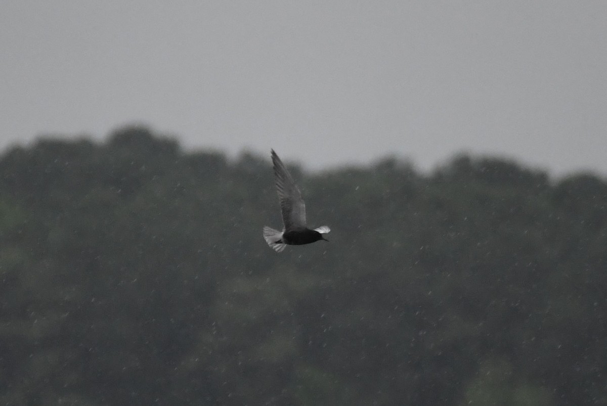 Black Tern - ML237387301