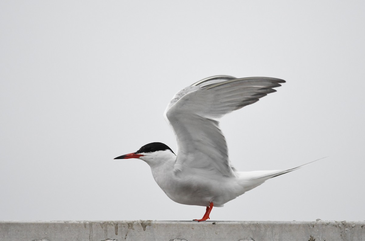 Common Tern - Matt Spangler