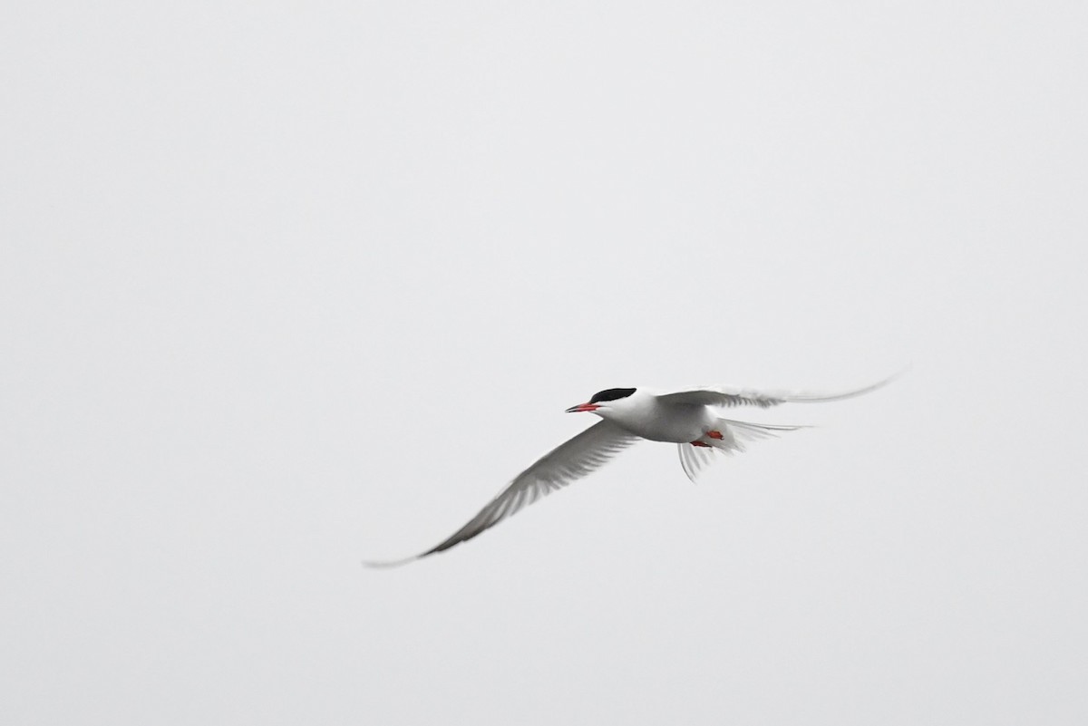 Common Tern - Matt Spangler