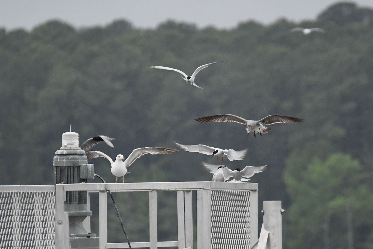 Common Tern - Matt Spangler