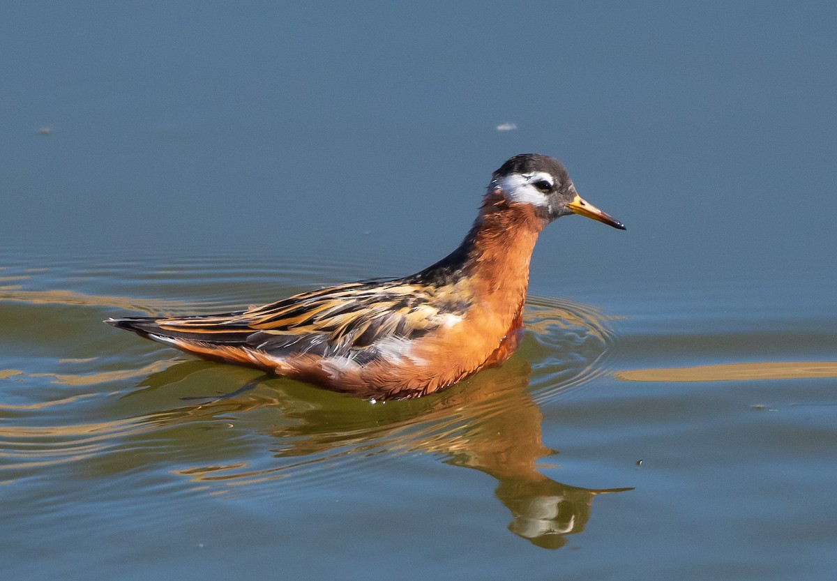 Red Phalarope - Mary McSparen