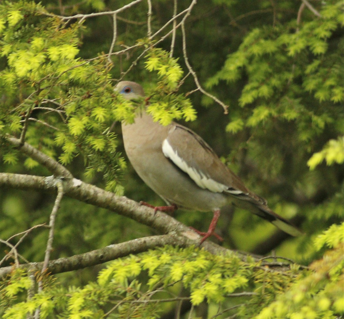 White-winged Dove - ML237394031