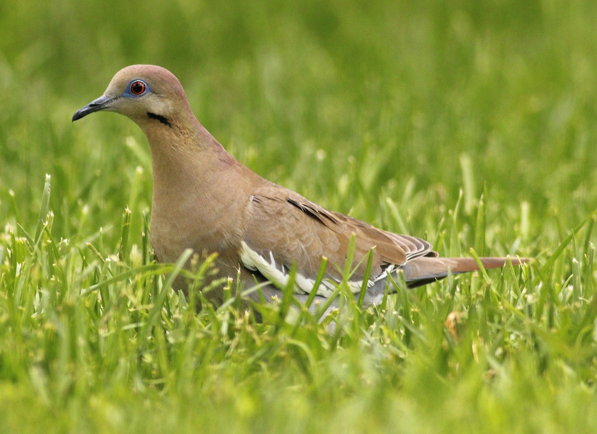 White-winged Dove - ML237394061