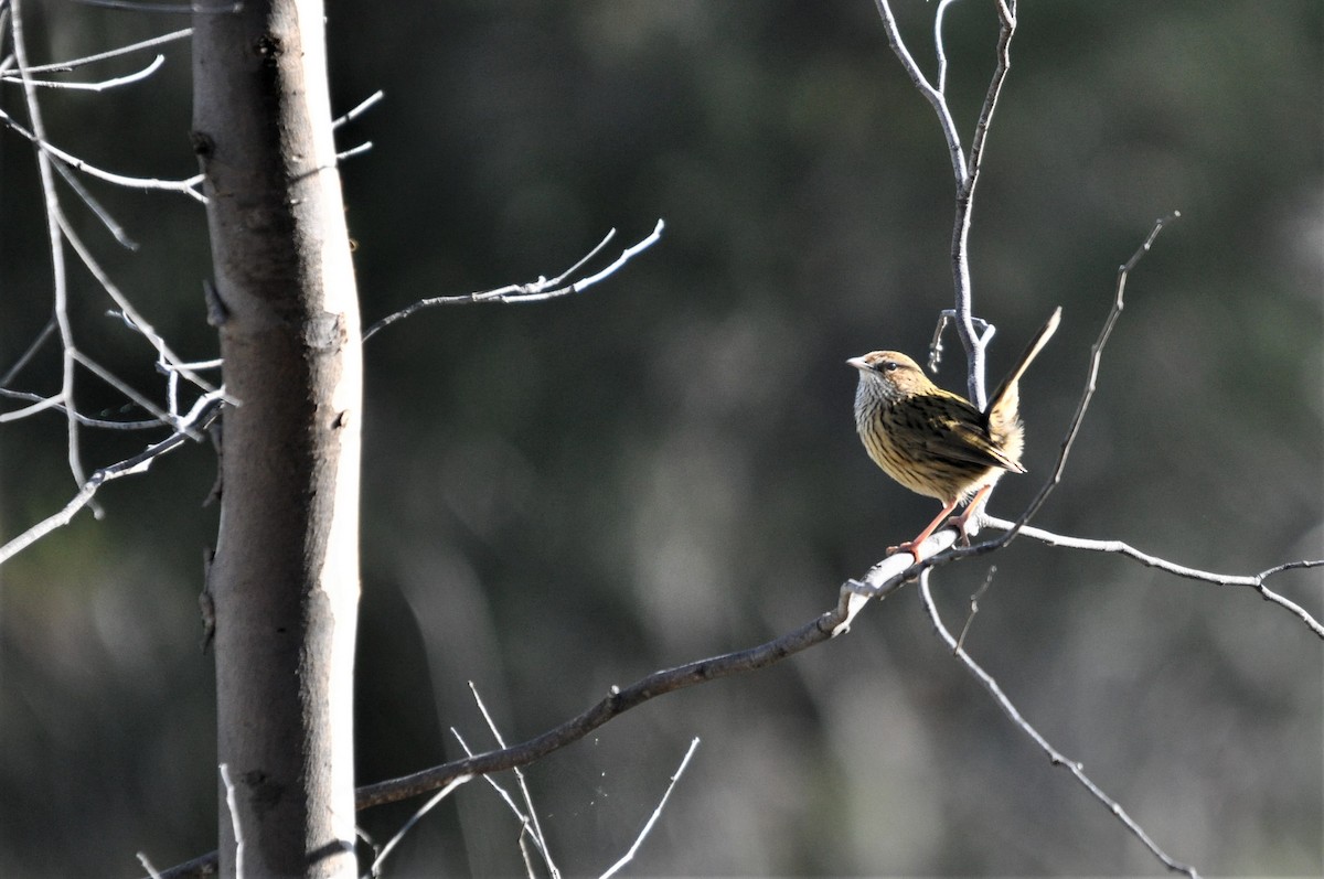 Striated Fieldwren - Heidi Krajewsky