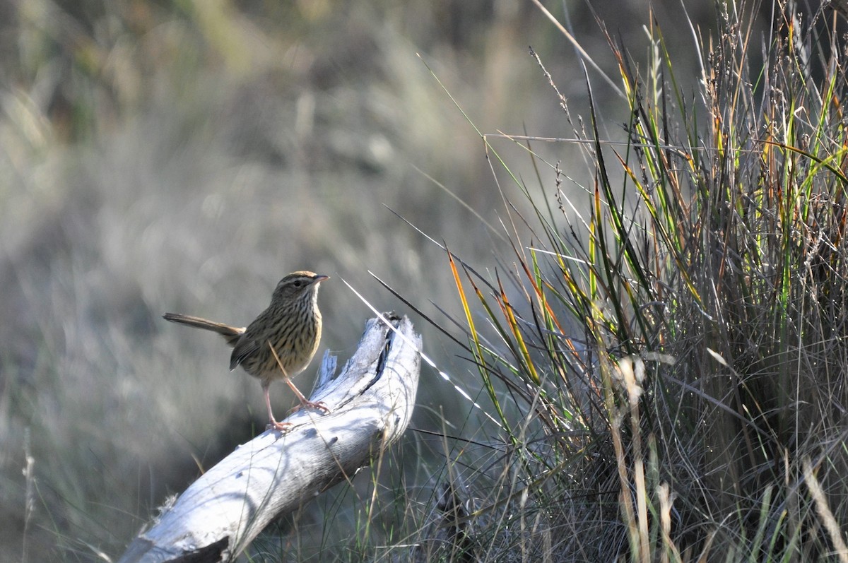 Striated Fieldwren - ML237396691