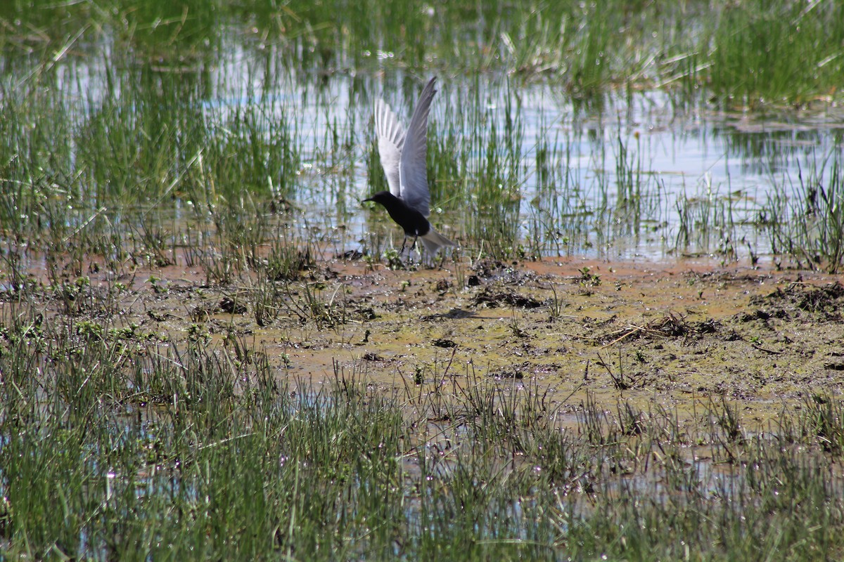 Black Tern - ML237397871