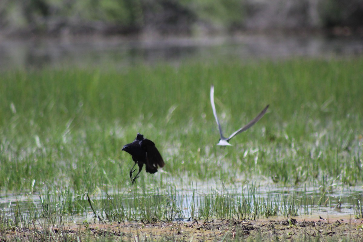 Black Tern - ML237398001