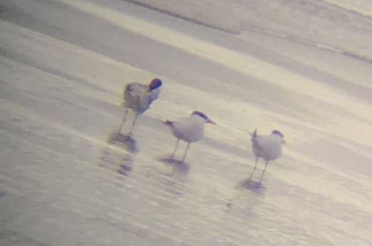 Caspian Tern - ML237398121