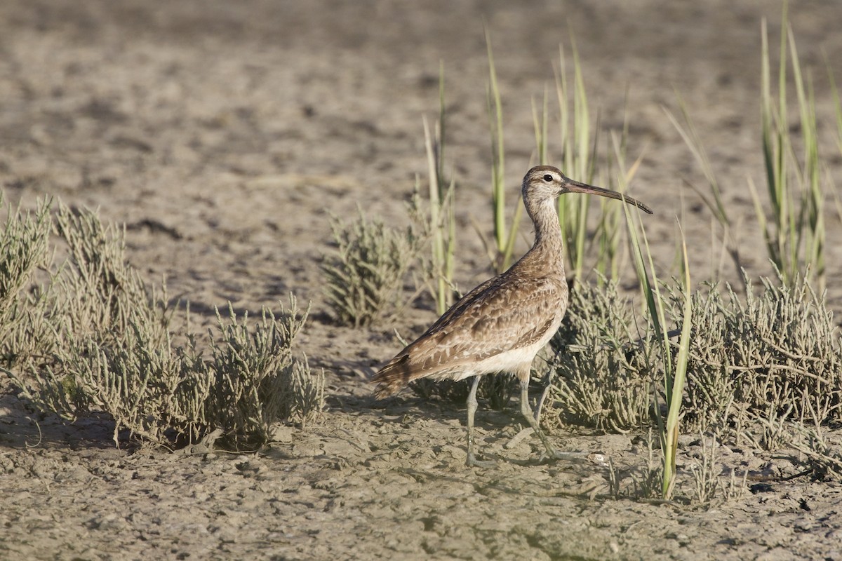 Whimbrel - ML237398221