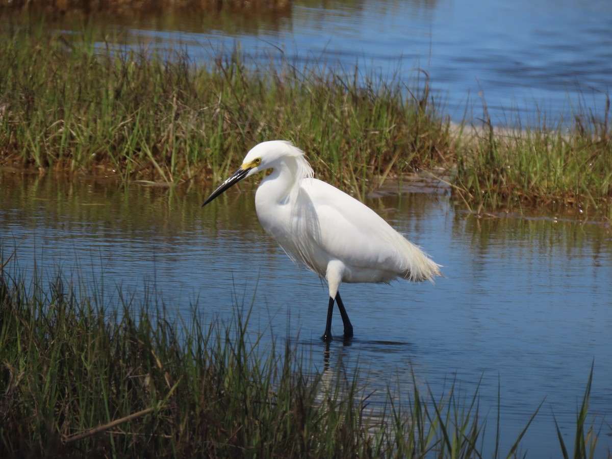 Snowy Egret - Terryl  Tindall