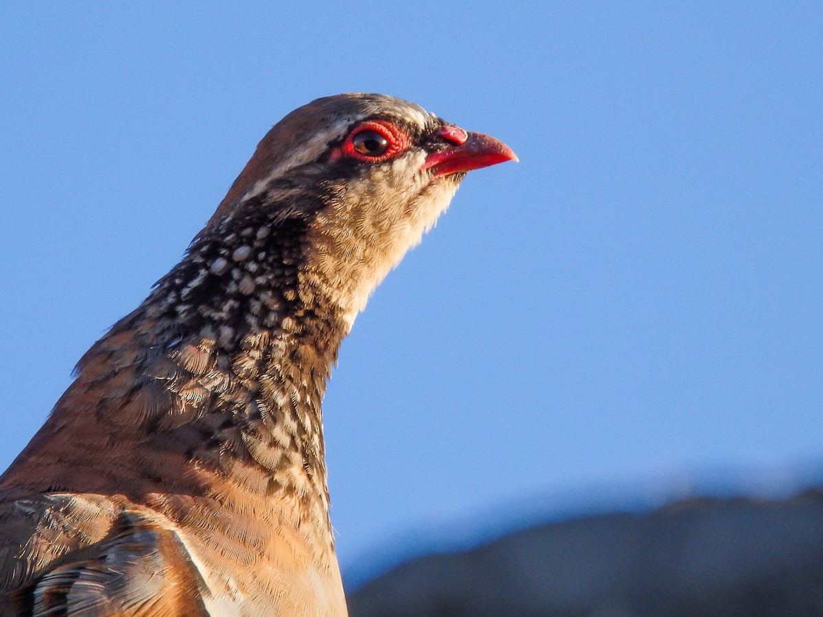 Red-legged Partridge - Joachim Bertrands