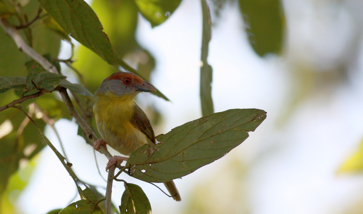 Rufous-browed Peppershrike - ML23740671