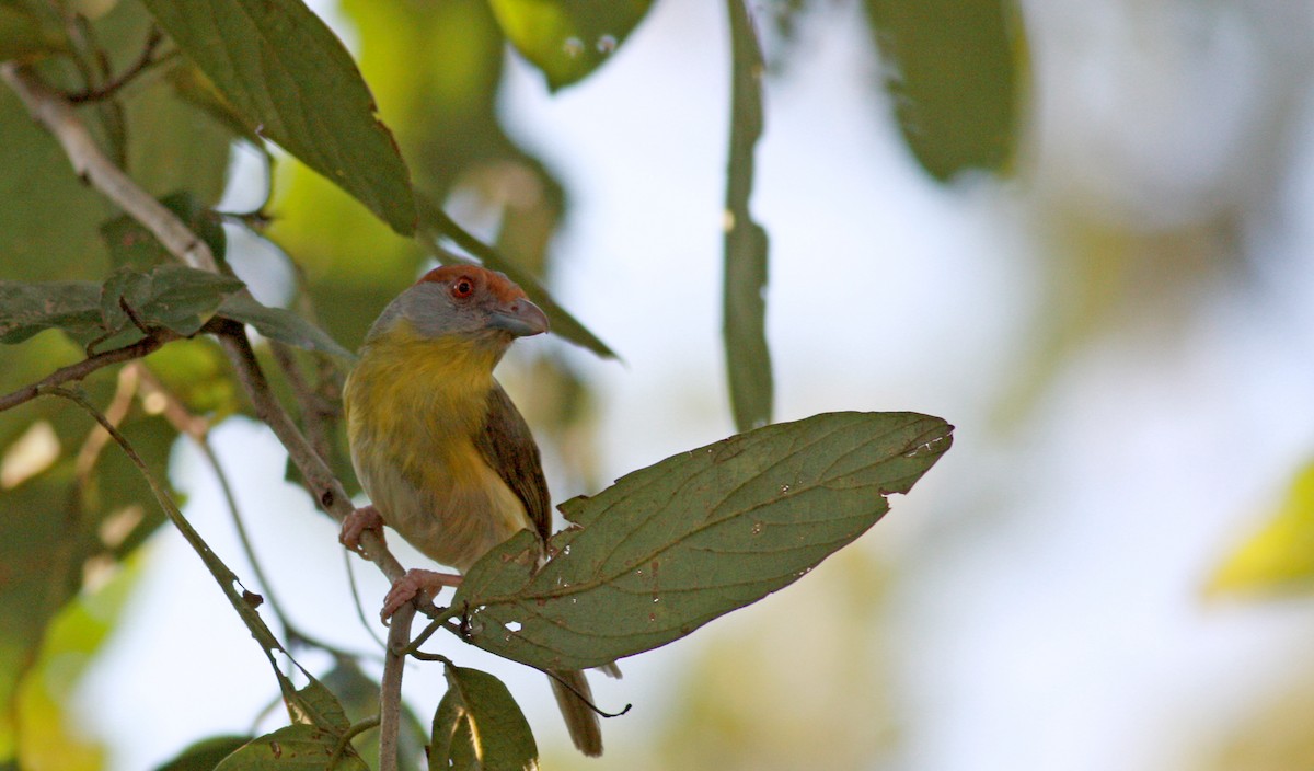 Rufous-browed Peppershrike - ML23740681