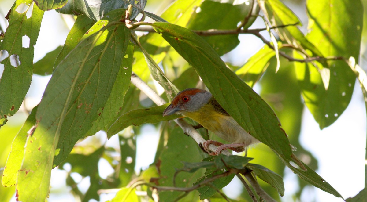 Rufous-browed Peppershrike - ML23740691