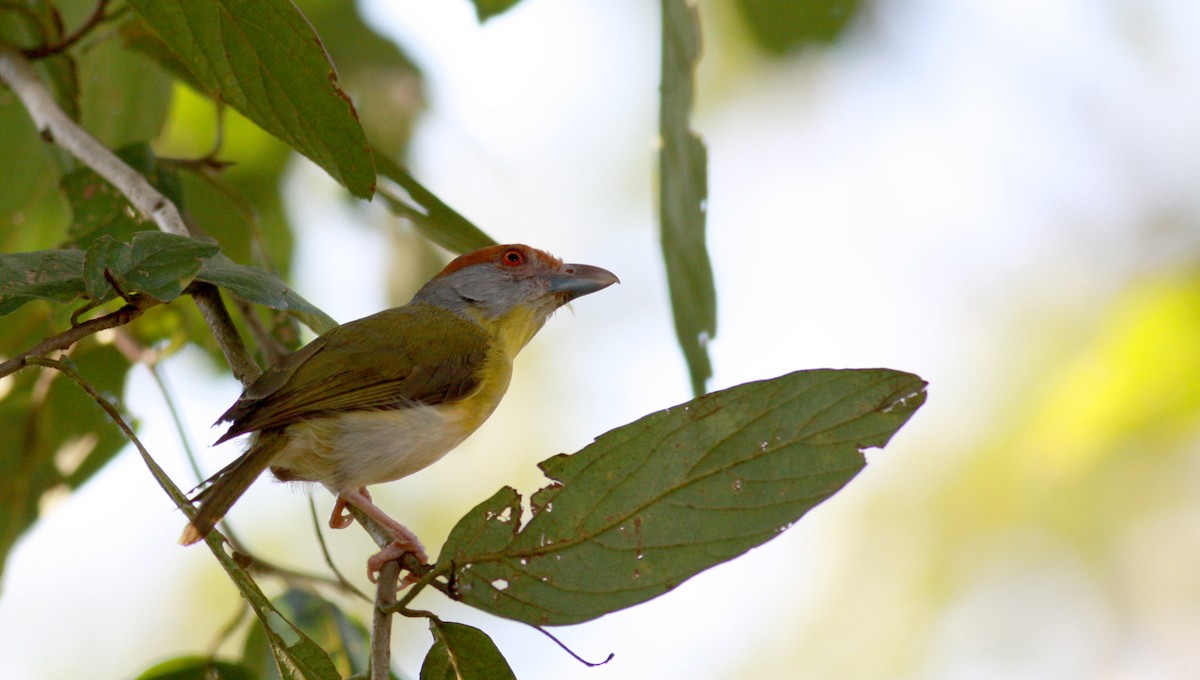 Rufous-browed Peppershrike - ML23740701