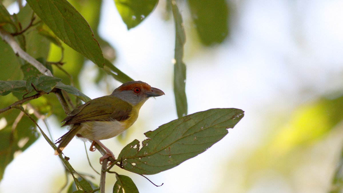 Rufous-browed Peppershrike - ML23740721