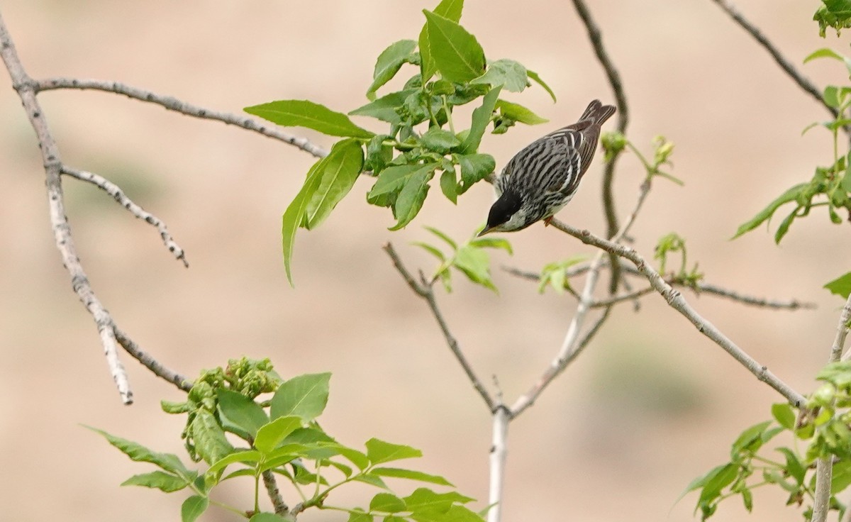 Blackpoll Warbler - ML237408601