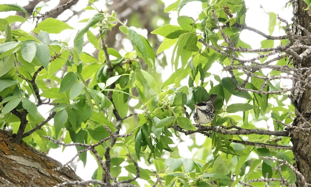 Blackpoll Warbler - ML237408661