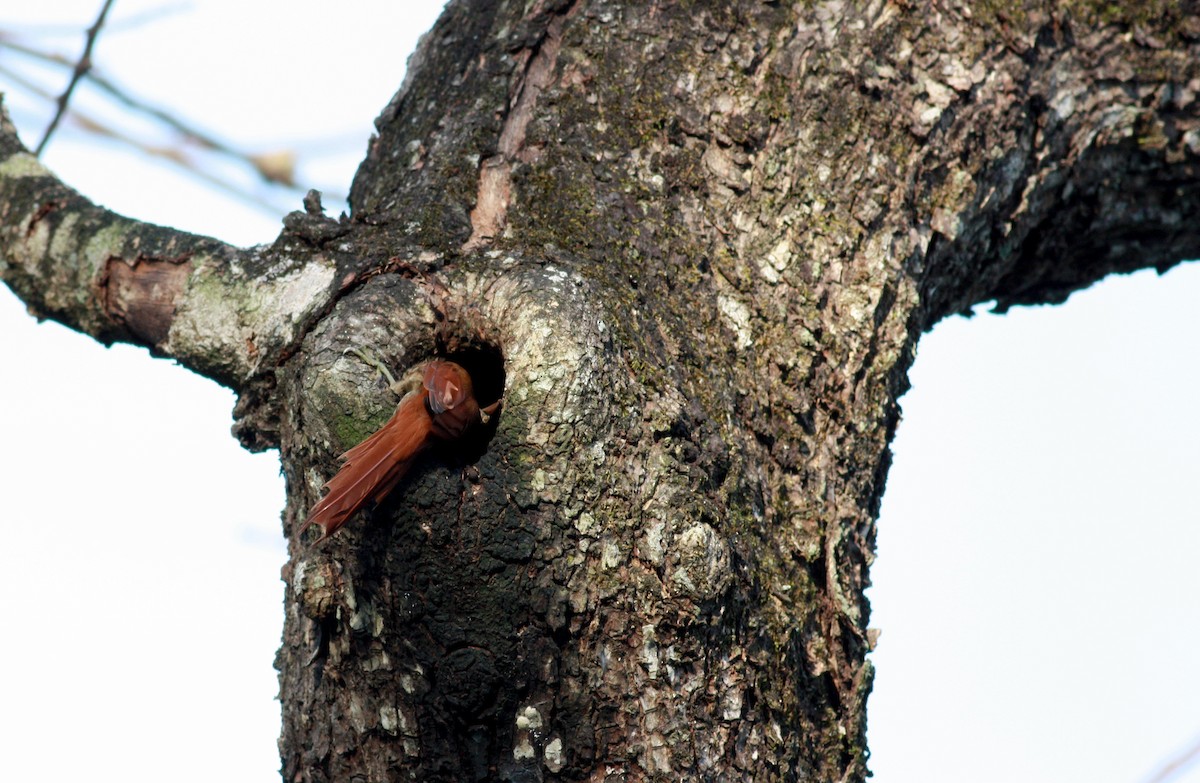 Streak-headed Woodcreeper - ML23740941