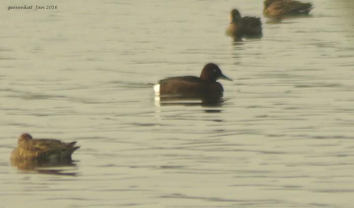 Ferruginous Duck - ML23741081