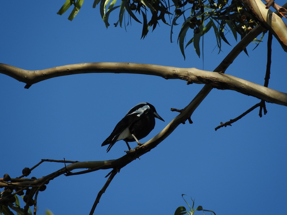 Australian Magpie - ML237411031