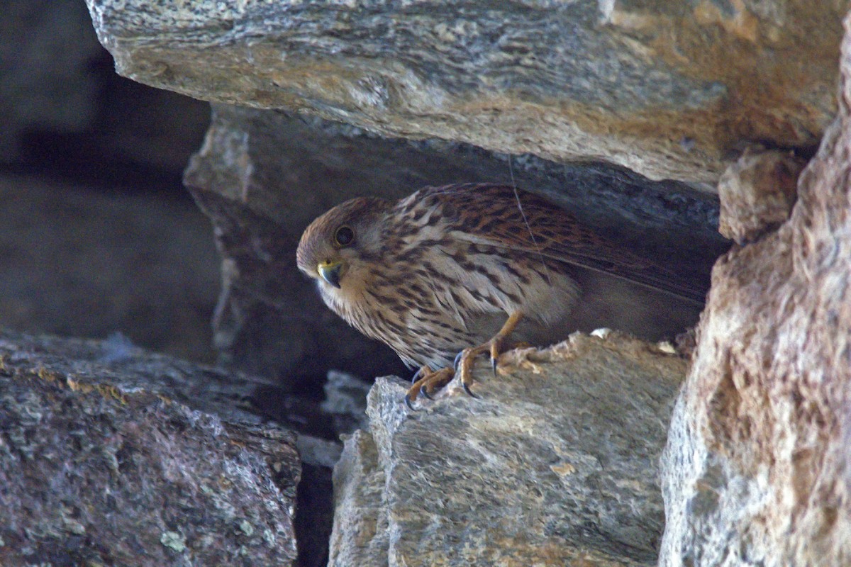 Eurasian Kestrel - ML237411301