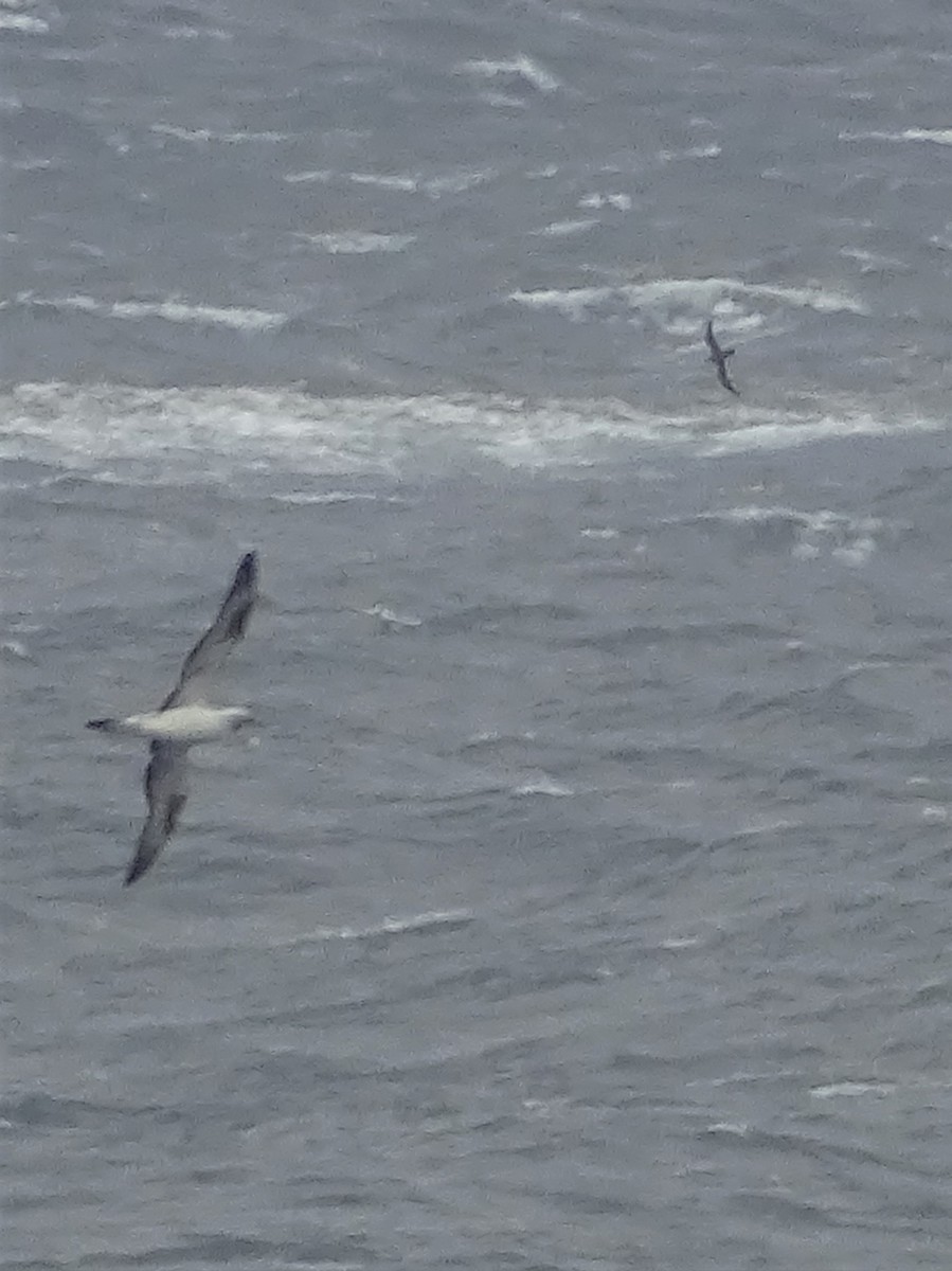 Gray-faced Petrel - ML237411711