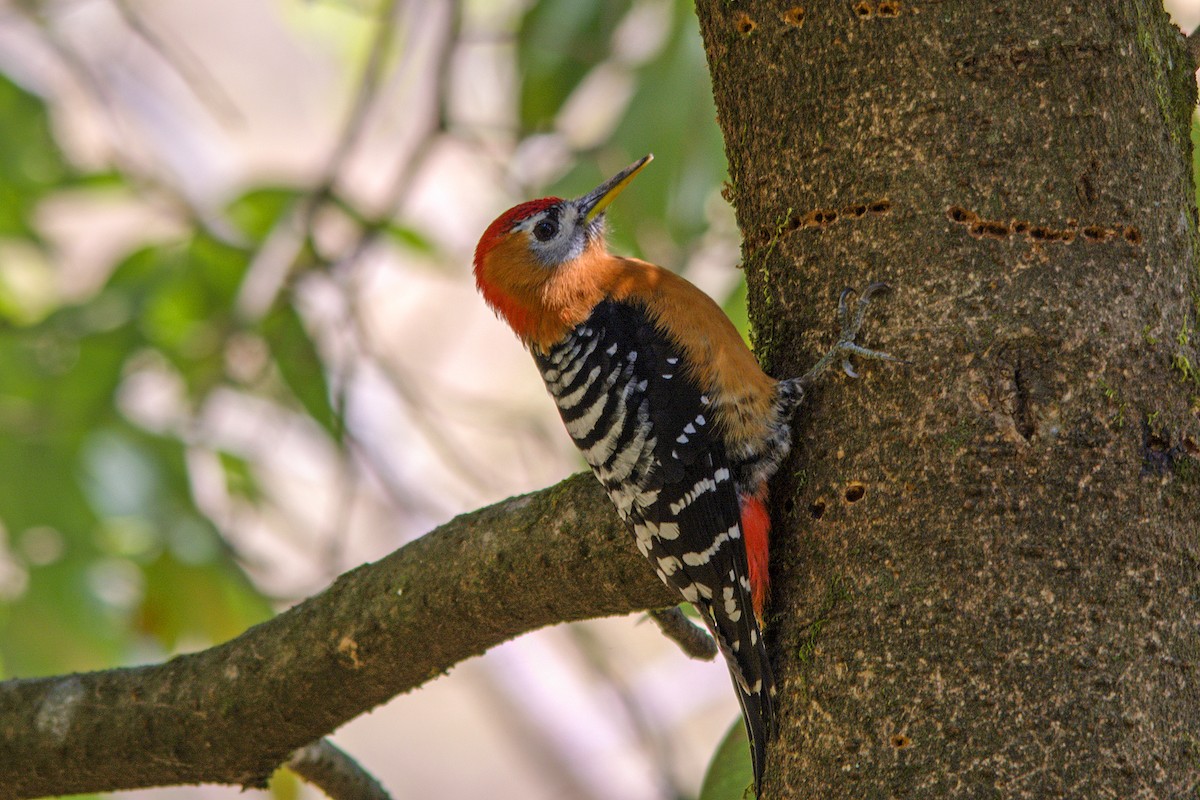 Rufous-bellied Woodpecker - Yash Kothiala