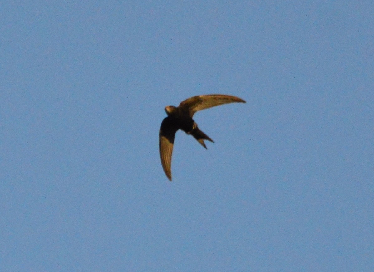 Common Swift - Orlando Jarquín