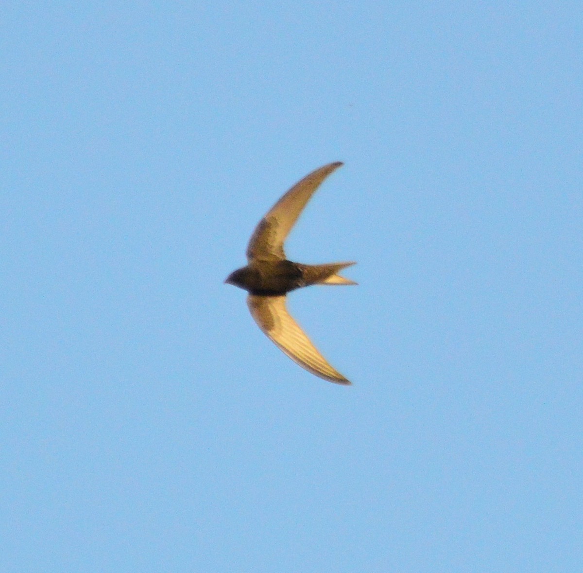 Common Swift - ML237412071