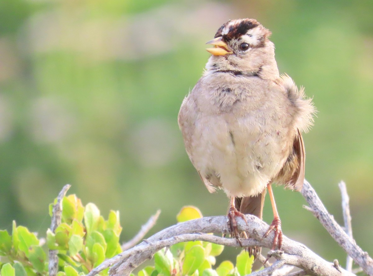 White-crowned Sparrow - Elle Heiser