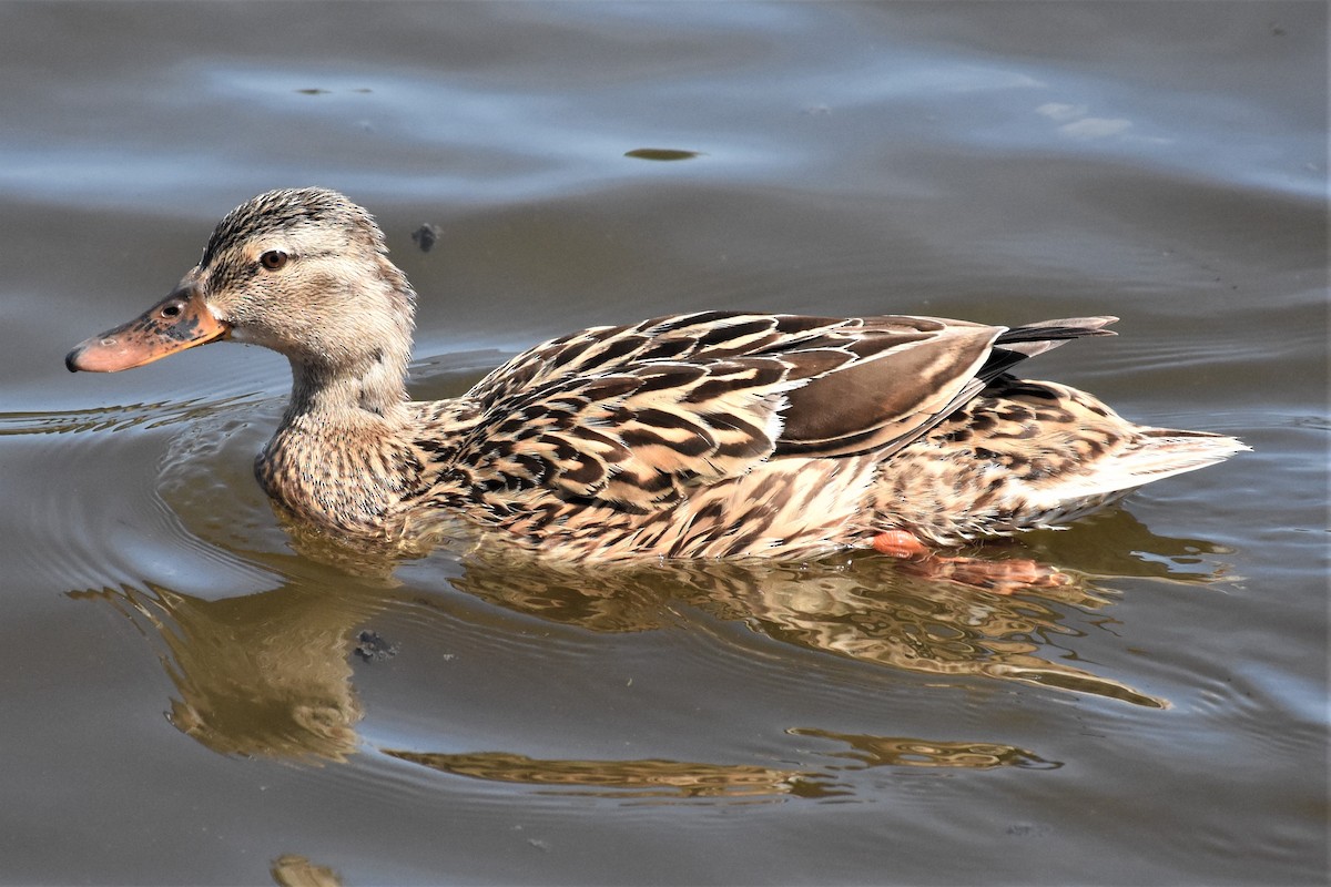 Mallard - Michael I Christie