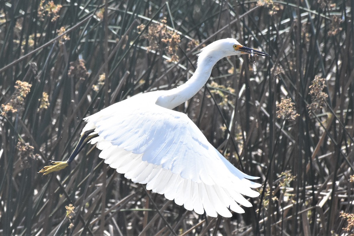 Aigrette neigeuse - ML237413731