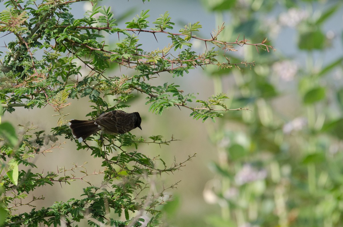 Red-vented Bulbul - ML237414221